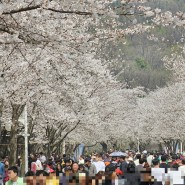 2024 인천대공원 벚꽃은 4월 둘째 주부터 보세요. 현재 상황 확인해 보기. 장수천 벚꽃길 추천