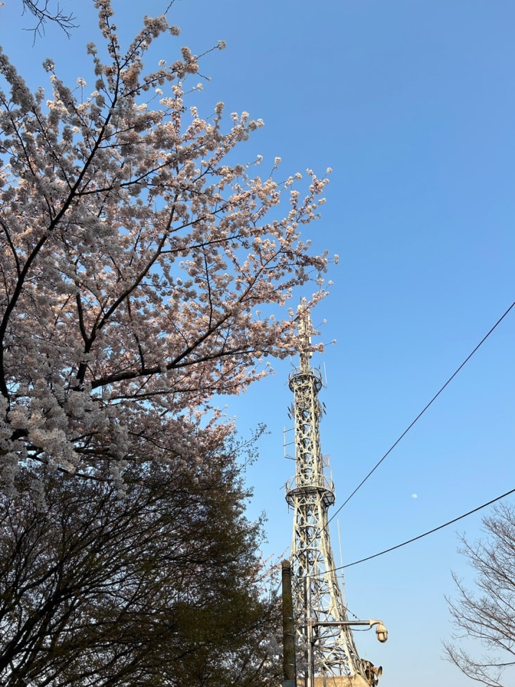 인천 벚꽃 명소 :: 자유공원 벚꽃 나들이