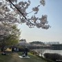 [봄여행, 봄나들이] 카카오바이크 자전거 타고 일산 호수공원 벚꽃 구경 하기