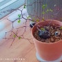 에스토니 뮬렌베키아 키우기 마른 가지에 새잎 올리기