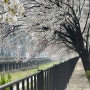 서울 반포 벚꽃명소 고속터미널역 피천득산책로 허밍웨이길