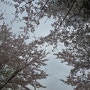 4월 첫 전형적인 봄 날씨 주말🌸