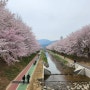 양재천 벚꽃축체 무브살롱 정보, 먹거리 및 이번주 절정인 개화 상황