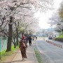 (수원 가볼만한곳) 벚꽃이 춤추는, 서호공원의 봄!