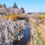 서울 벚꽃 명소 현충원