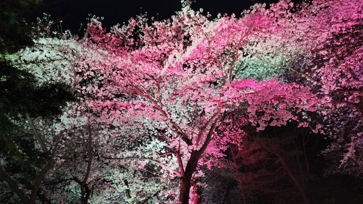 인천 자유공원 벚꽃 4월 6일 야간현장 , 오랜만에 가본 동인천...