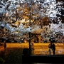 일산 호수공원은 벚꽃 축제, 밤벚꽃 실시간