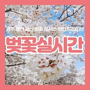 경주 양산 울산 벚꽃 실시간 확인 봄날 드라이브