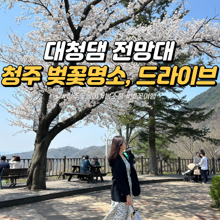 대청댐 전망대 금강로하스 대청공원 벚꽃 피크닉 개화 상황