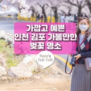 사진찍기 좋은 인천 김포 벚꽃명소 계양천 금파로 김포장릉 아라뱃길벚꽃100리