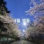 4월 초 서울 노원구 청원고등학교 후문앞 벚꽃