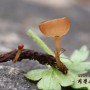 긴자루양주잔버섯(양주잔버섯) - Ciboria amentacea