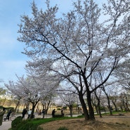 서울 보라매공원 벚꽃 만개 공원 봄나들이 산책하기 좋은 길 편의시설