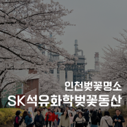 인천 데이트코스 SK석유화학 벚꽃동산 개방