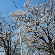 꽃바람 휘날리며~~~ 벚꽃 구경!^^