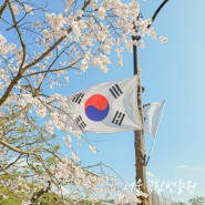 서울 숨은 벚꽃 명소 국립현충원 수양벚꽃 촬영 팁!