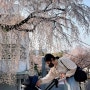 아기와 함께하는 벚꽃놀이:정독도서관/주차/서울벚꽃명소