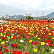 양산 황산공원 튤립 유채꽃 실시간 만개 (위치,주차장)