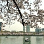 서울 벚꽃 구경 장소 추천 잠실역 석촌호수 벚꽃축제 방문 후기
