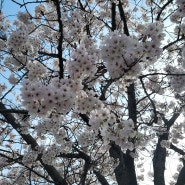 군산 벚꽃 명소_은파호수공원