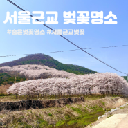서울근교 용인 안성 이천 테르메덴 근처 숨은 벚꽃 명소 : 실시간