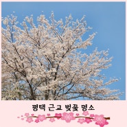 평택 벚꽃 명소 (평택대학교, 통복천, 내리문화공원)