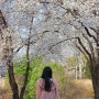 서울 한적한 꽃놀이 명소 용산가족공원 피크닉 벚꽃구경