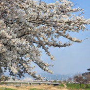 안성 벚꽃나무 숨은 명소(제방도로)