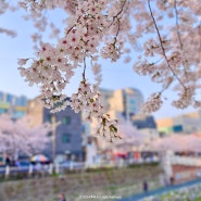 한성대입구역 성북천 벚꽃, 지금이 맛집 야장 계절!