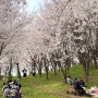 천안아산 벚꽃 명소 지산공원 원성천 나들이