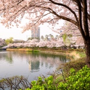 2024 벚꽃 목록 - 석촌호수, 경희대학교, 허밍웨이