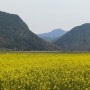 실시간) 전북여행 순창 4월 채계산 출렁다리 주변 유채꽃 예쁘게 폈어요.