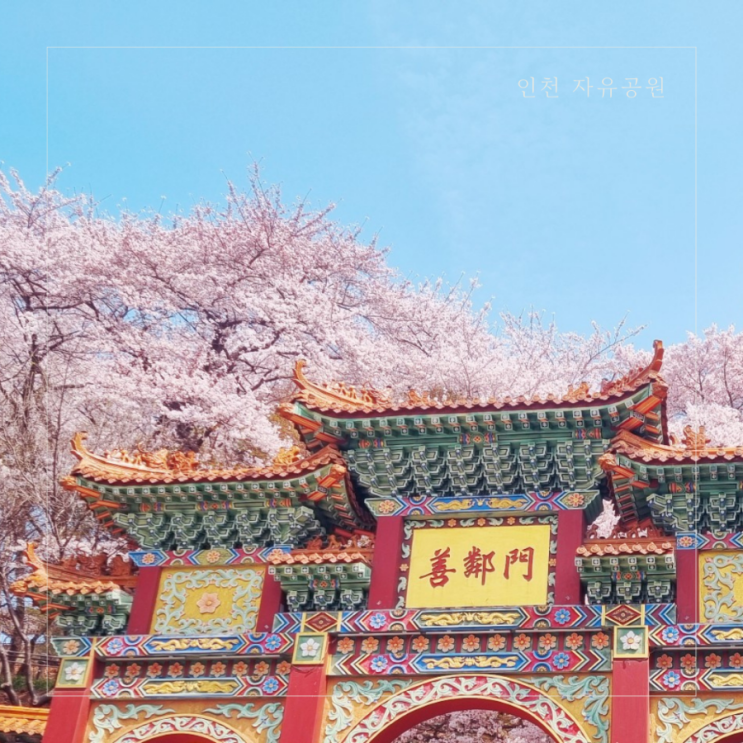 인천 벚꽃 명소 추천 자유공원 주말 벚꽃축제