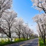 광주 봄여행 가볼만한곳 영산강자전거길 벚꽃 만개