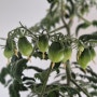 실내에서 키우기 좋은 키작은 드워프 방울토마토 수경재배 2024년 파종