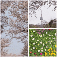 서울 남산 둘레길코스 (북측순환로) 산책로 따라 벚꽃 만개