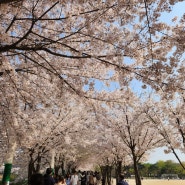 수원 벚꽃 명소 만석공원
