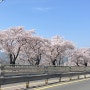 경주 실시간 벚꽃현황 24.04.07 촬영
