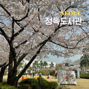 서울 숨은 벚꽃 명소 정독도서관 벚꽃 개화 상황 포토존 주차장