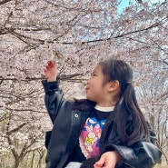 전북 군산 월명산 벚꽃 명소