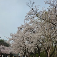 [인천벚꽃명소] 인천대공원 벚꽃나들이