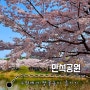 수원 : 서울 근교 벚꽃축제 l 만석공원