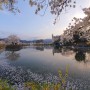김천 연화지 벚꽃 야경