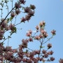 2024년 3월 4주차, 4월 1주차 주간일기 :: 양배추 2천원, 누들핏 육개장, 벚꽃, 자목련 꽃구경 나들이