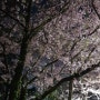 2024 해운대 달맞이 벚꽃길 야경 사진 & 해운대 미포 밤바다 동영상
