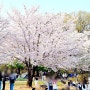 4월 6일 어린이대공원 벚꽃놀이