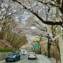 서울 벚꽃 명소 | 워커힐 벚꽃길(셔틀 정보) & 광진정보도서관