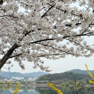 24년 벚꽃 구경, 천안 천호지 단대 호수 공원 그리고 카페 이숲