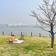 평택호 벚꽃 개화 현황 (4월 6일) & 리프레 방수돗자리