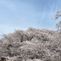 인천 벚꽃 명소, 석남동 sk석유화학, 신석체육공원 (주차 팁)